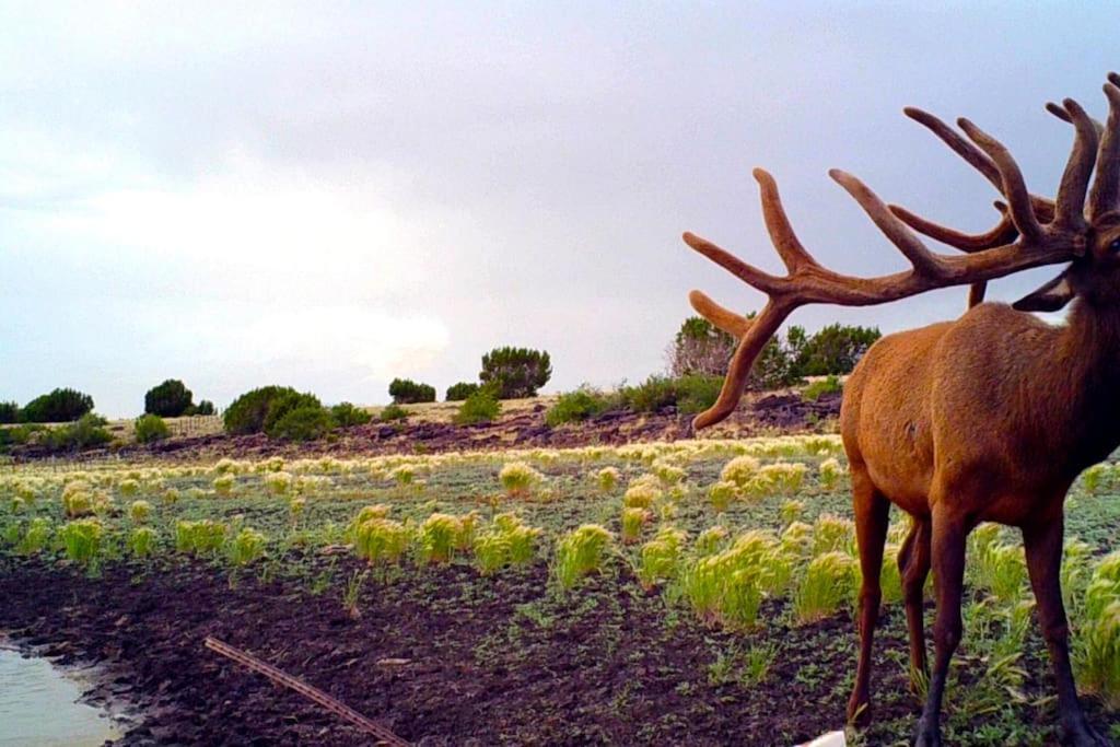 Hostal Broken Spur Ranch, Off Gridoasis#Stargazing Valle Exterior foto